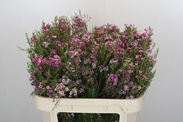 <h4>CHAME UN KERRYN</h4>