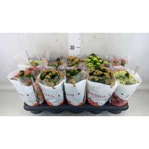 Kalanchoe blos. 'RoyalDon'   ..mix