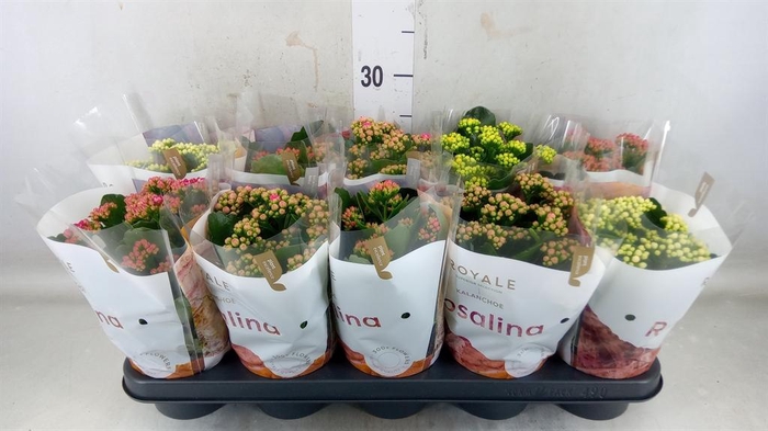 <h4>Kalanchoe blos. 'RoyalDon'   ..mix</h4>