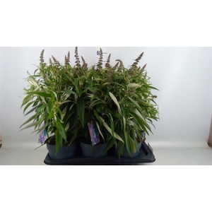 Buddleja davidii 'Butterf CL Purpl'