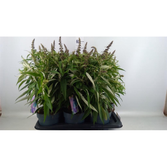 <h4>Buddleja davidii 'Butterf CL Purpl'</h4>