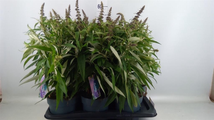 Buddleja davidii 'Butterf CL Purpl'
