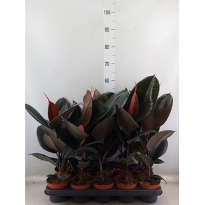 Ficus elastica 'Abidjan'