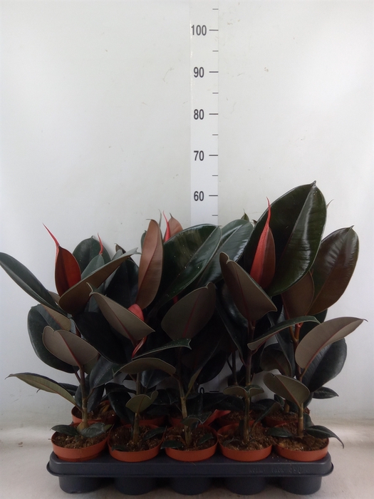 <h4>Ficus elastica 'Abidjan'</h4>