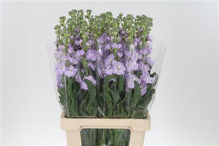 <h4>Matth Iron Marine</h4>