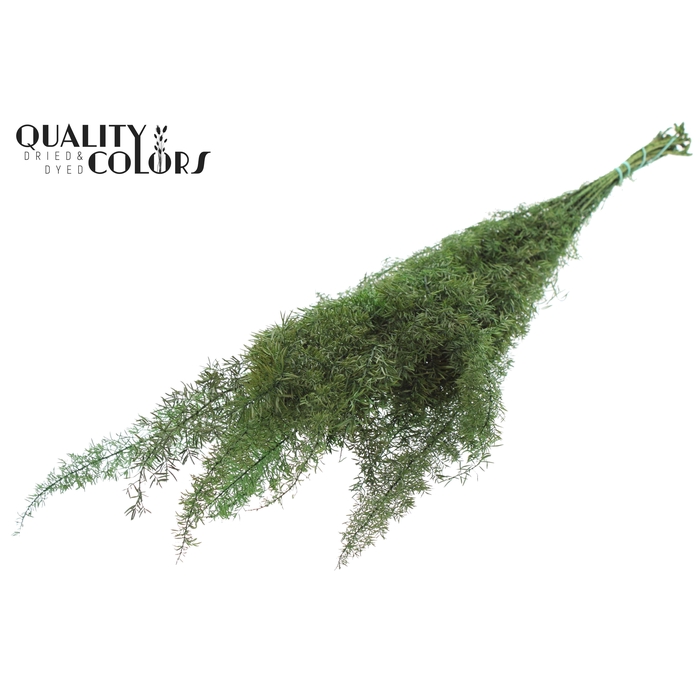 <h4>Asparagus Foxtail per bunch Preserved Green</h4>