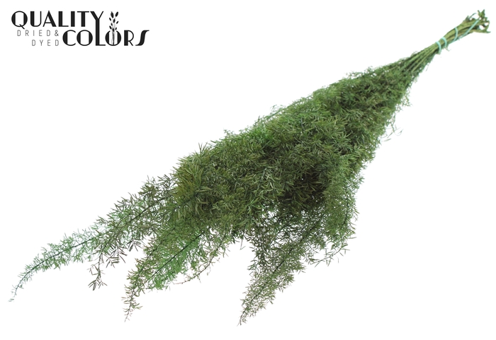 Asparagus Foxtail per bunch Preserved Green