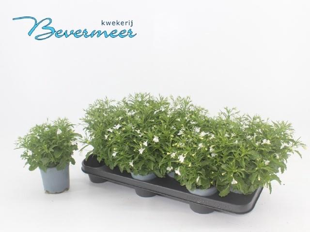 <h4>LOBE ER SW SP WHITE</h4>