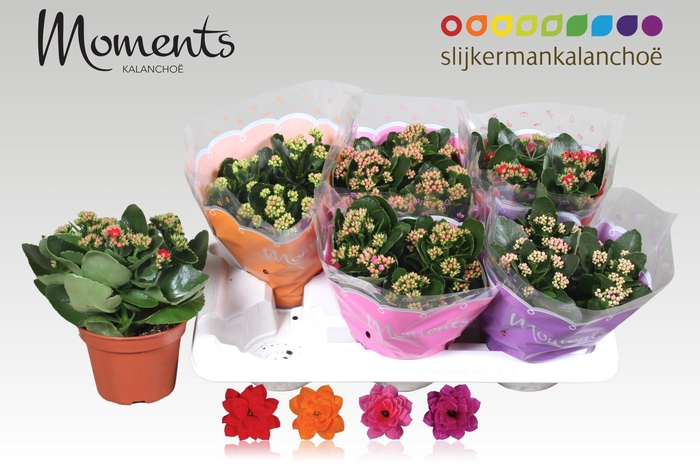 <h4>KAL GE GEM 4 KL</h4>