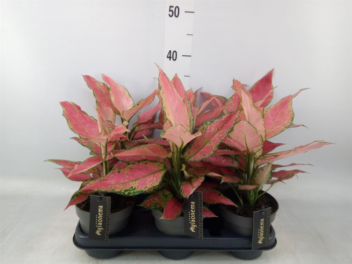 <h4>Aglaonema  'Cherry Baby'</h4>