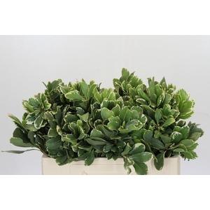 Pittosporum Ilan