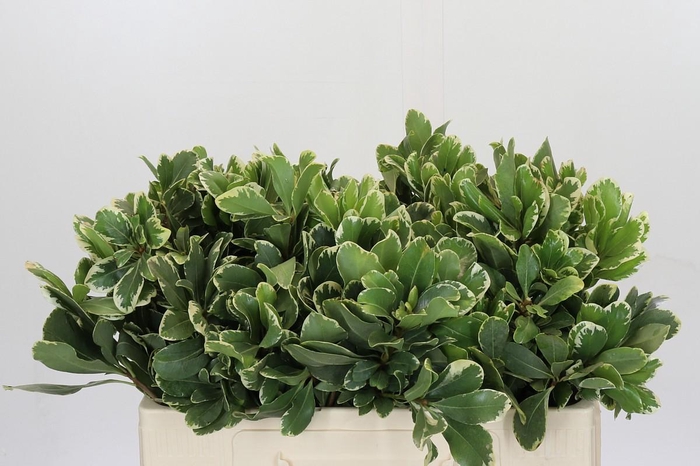 <h4>Pittosporum Ilan</h4>