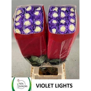 R Gr Violet Lights Ec