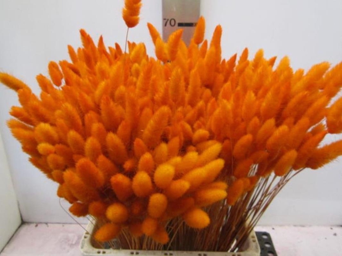 Deco Lagurus Oranje