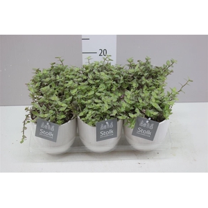 Callisia Repens Rosato Liv Keramiek