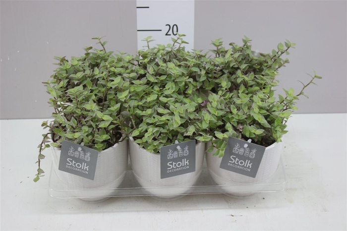<h4>Callisia Repens Rosato Liv Keramiek</h4>