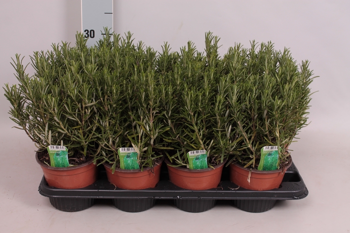 <h4>Kruiden I Rosmarinus officinalis (Rozemarijn)</h4>