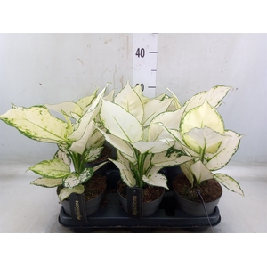 Aglaonema  'White Joy'