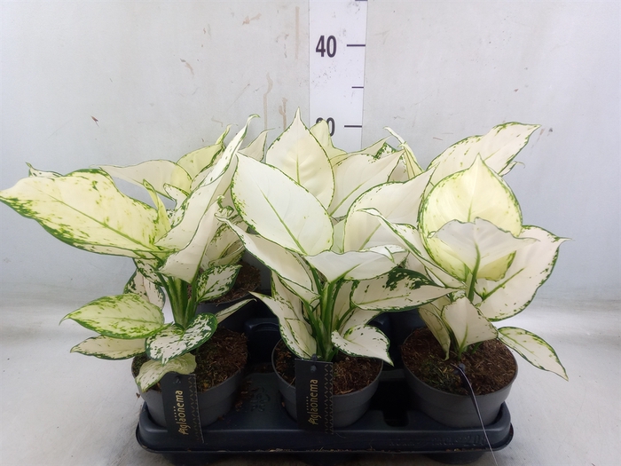 <h4>Aglaonema  'White Joy'</h4>
