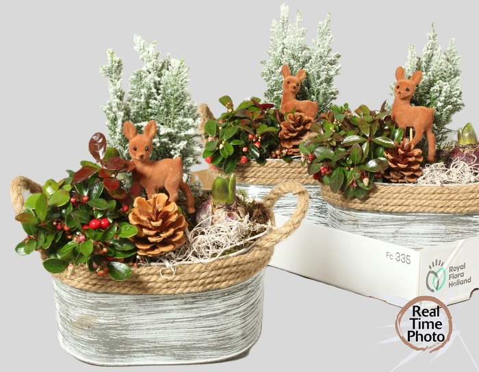 <h4>ARR TUINPLANTEN</h4>