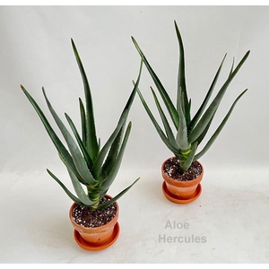 Aloe