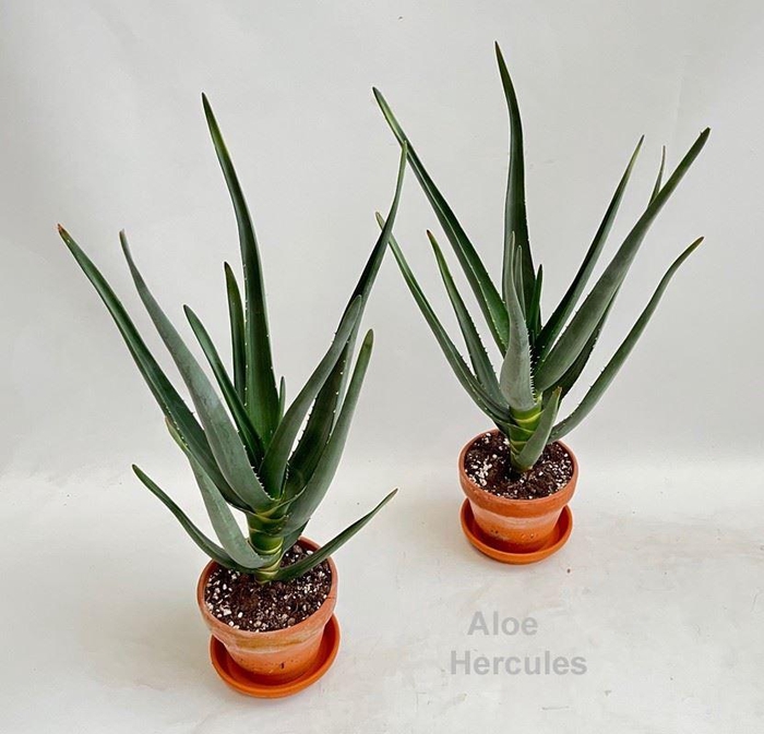 <h4>Aloe</h4>