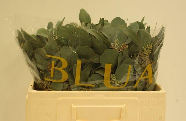 <h4>EUCA OV MET BES</h4>