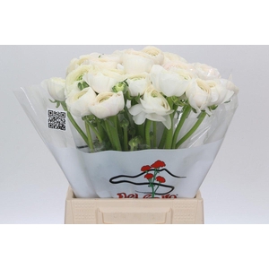 Ranunculus Clooney Hanoi