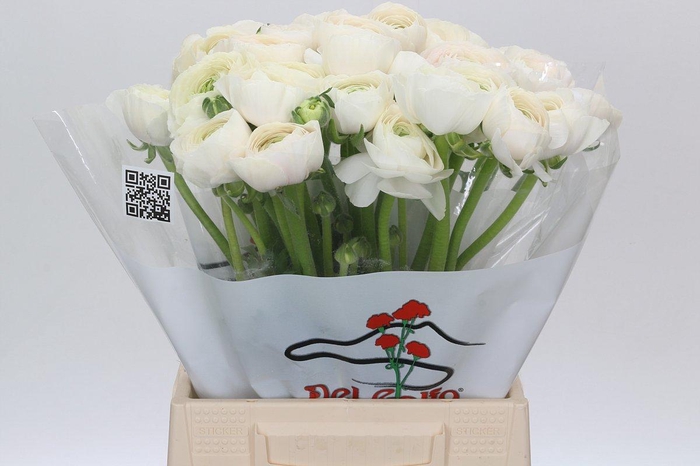 <h4>Ranunculus Clooney Hanoi</h4>