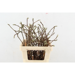 MAGNOLIA SOULANGEANA 055CM