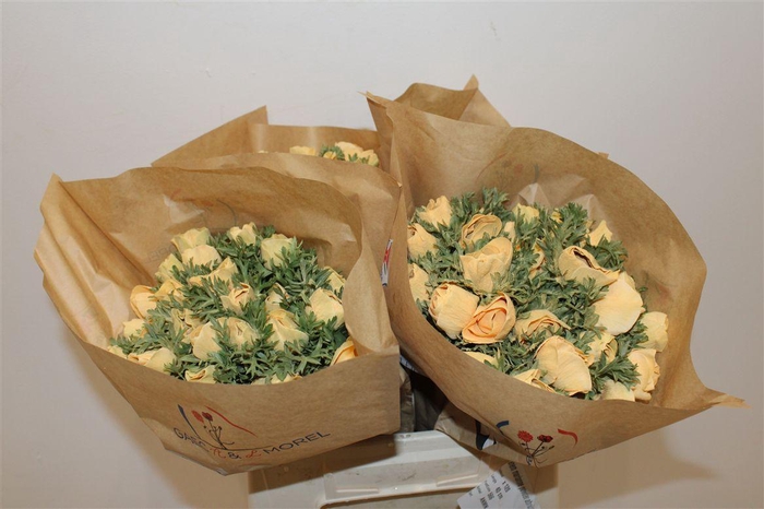 <h4>Anem Marianne Powder Abricot</h4>