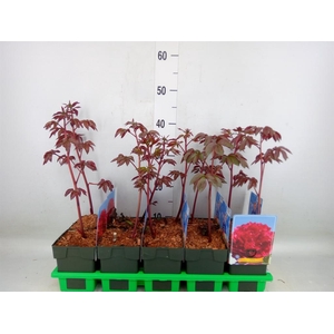 Paeonia lact.   ...mix