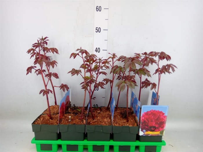 <h4>Paeonia lact.   ...mix</h4>