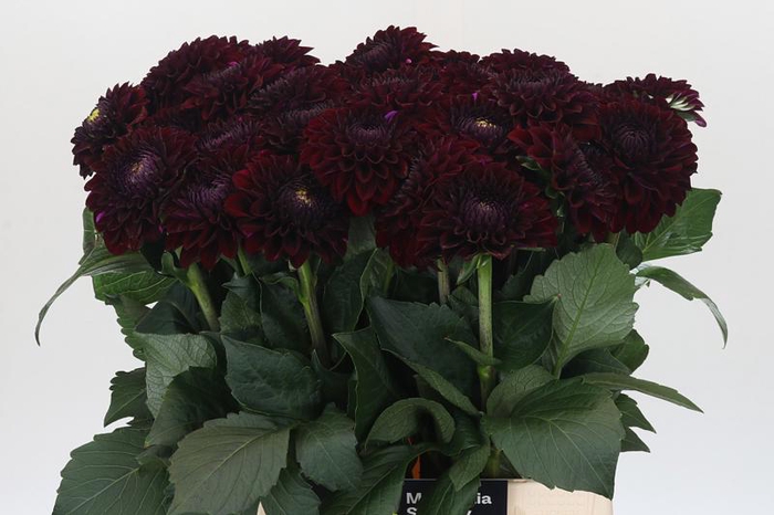 <h4>Dahlia Black Fox</h4>