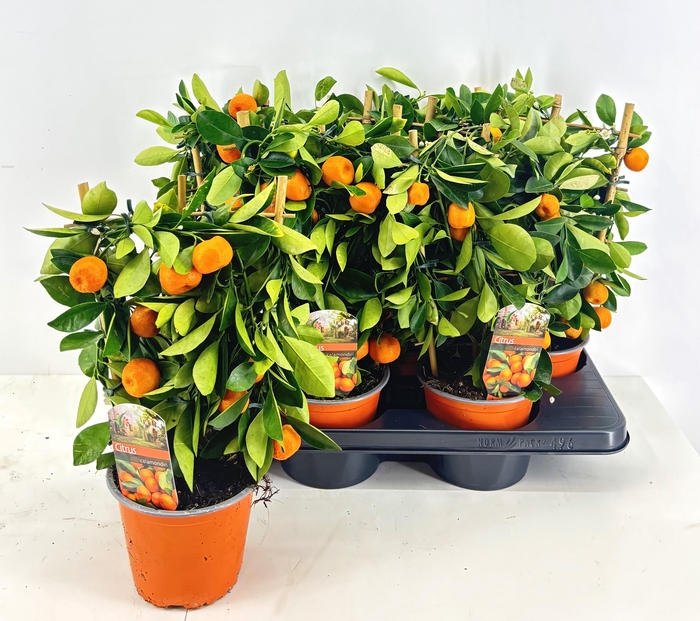 <h4>CITR MICROCARPA</h4>