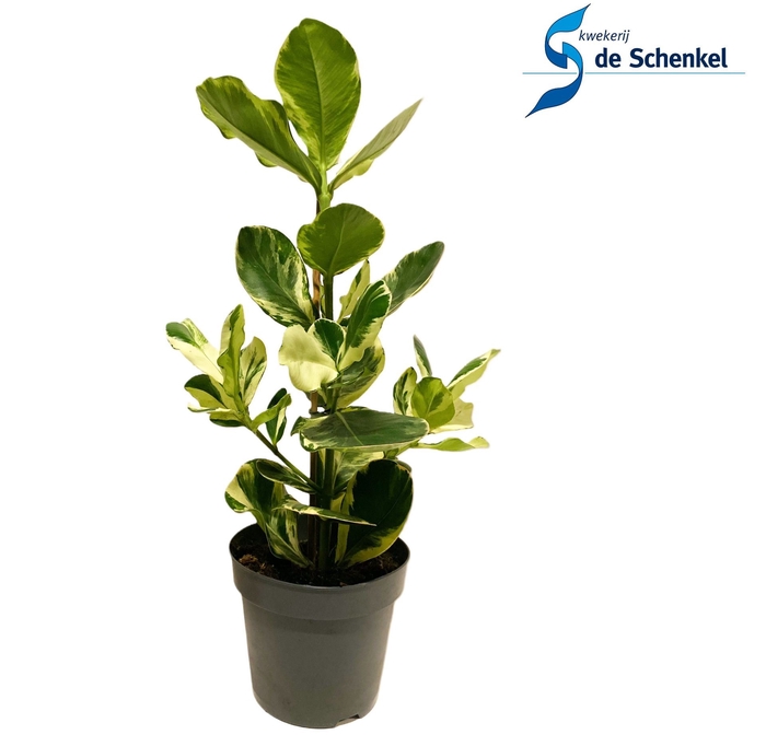 <h4>Clusia Rosea White Star</h4>