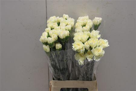 <h4>Di St Wedding</h4>