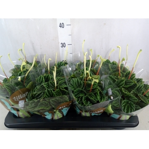 Peperomia caperata 'Lilian'