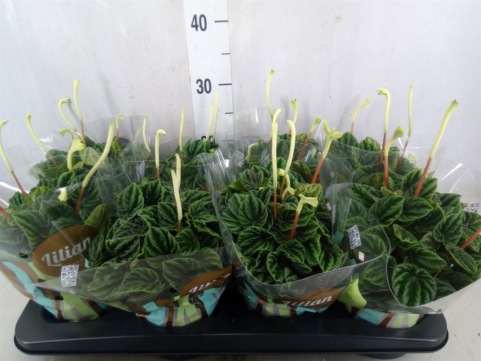 <h4>Peperomia caperata 'Lilian'</h4>