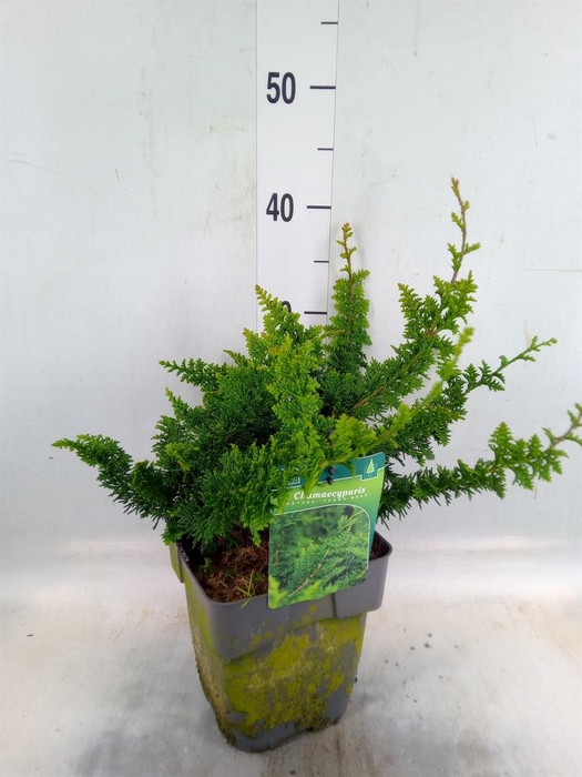 <h4>Chamaecyparis obt.</h4>