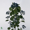 VIBUR DARK BL HERMAN