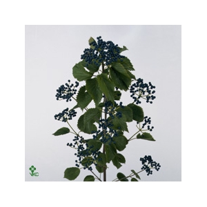 Viburnum Dark Blue Herman