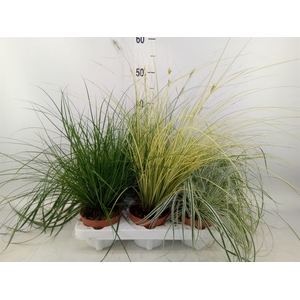 Carex   ...mix