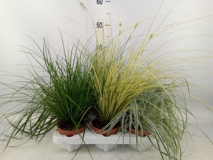 <h4>Carex   ...mix</h4>