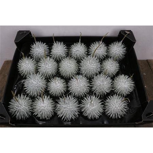 WAX APPEL H%