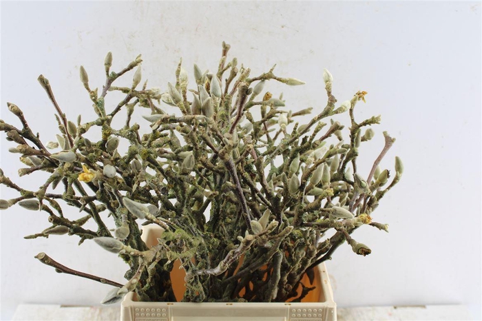 <h4>Magnolia Grandiflora</h4>