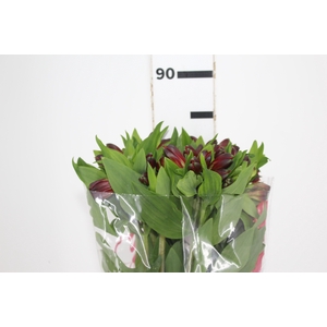 ALSTROEMERIA ANGELINA 080 CM