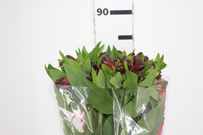 ALSTROEMERIA ANGELINA 080 CM