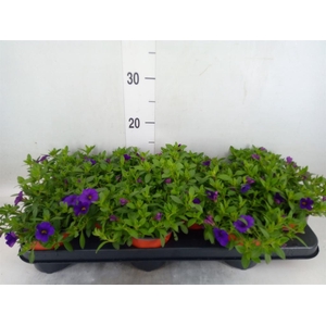 Calibrachoa  'Minifam Blue'