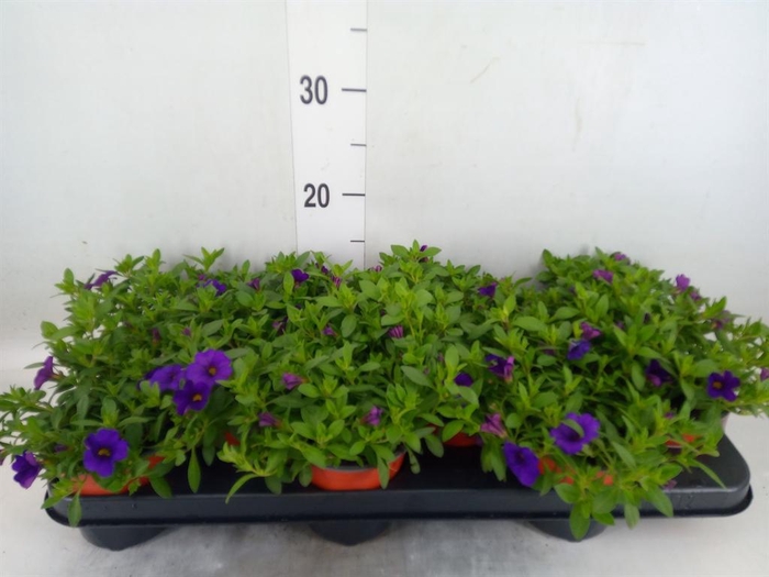 <h4>Calibrachoa  'Minifam Blue'</h4>